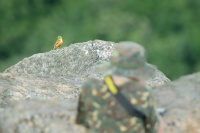 Ondra 7453